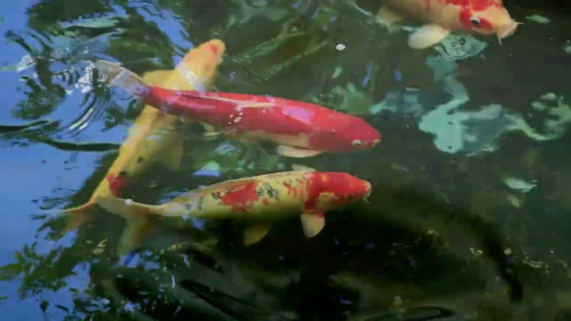 Video cover